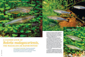 Friedrich Bitter reexamines a longtime classic favorite, offering a closer look at Bedotia madagascariensis, the Madagascar rainbowfish.
