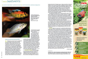 We round out every issue with AMAZONAS' Species Snapshots—concise glimpses at rare and unusual fishes showing up in the aquarium trade and hobbyist circles. In our latest installment, we give expanded coverage to two very unique species; Dr. Paul V. Loiselle makes the case for the striking "Victorian-type" Haplochromis aeneocolor from Lake George, and Anton Lamboj introduces us to the subtle beauty of a true African rarity, Distichodus hypostomatus.