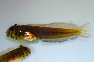 A juvenile Tophat Blenny with coloration more developed. Image credit Pei-Sheng Chui