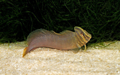 First Captive Breeding of the “Freshwater” Top Hat Blenny