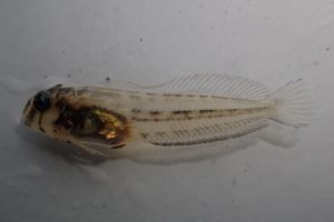A fully formed juvenile Tophat Blenny. Image credit Pei-Sheng Chui