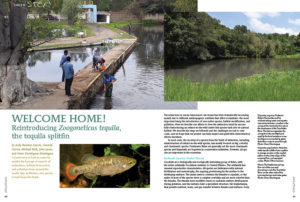 Good news is hard to come by amidst the barrage of reports of extinctions, habitat destruction, and pollution from around the world. But, in Mexico, one species is back from the brink. WELCOME HOME! Reintroducing Zoogoneticus tequila, the tequila splitfin by Arely Ramírez-García, Gerardo García, Michael Köck, John Lyons, and Omar Domínguez-Domínguez