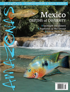 This Species Snapshot was first published in AMAZONAS Magazine, Volume 9, Number 5, MEXICO: Depths of Diversity, our September/October 2020 issue. Never miss our exclusive coverage of rare and unusual aquarium fish when you subscribe to AMAZONAS!