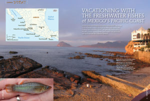 The Pacific Coast of Mexico conjures up images of white sand beaches with crashing waves, beautiful sunsets, and glittering resorts such as Mazatlán, Puerto Vallarta, Ixtapa, and Acapulco. It is all of that and much more for the freshwater hobbyist; join author John Lyons as he takes you Vacationing with the Freshwater Fisehs of Mexico's Pacific Coast.