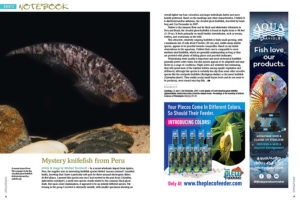 Aquatic Notebook brings you short articles on noteworthy happenings of interest to aquarists. Next, AMAZONAS Sr. Editor Mike Tuccinardi discusses a mysterious recent import from Peru that appears to be the clouded ghost knifefish (Adontosternarchus nebulosus).