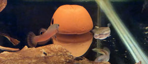 Step 2: The female Betta macrostoma changes coloration as spawning comes near, and performs a serpentine waggle dance for the male, signally her intent to mate.
