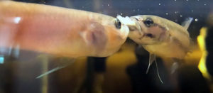During the course of mating, successful spawning embraces are followed by the female transferring the eggs to the male, who will ultimately be responsible for their incubation.