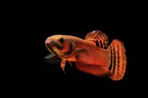 Betta macrostoma is one of the most prized mouthbrooding species. It's care, perhaps best described as "demanding" and "advanced", presents a challenge for fish breeders to overcome. Image credit: Sumer Tiwari
