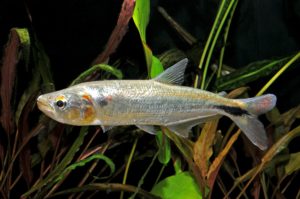 Brycon cephalus, courtesy Nautilus Tropical Fish Wholesale.