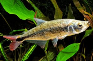 Brycon dentex, courtesy Nautilus Tropical Fish Wholesale.