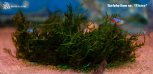 Taxiphyllum sp. 'Flame', also known simply as Flame Moss.