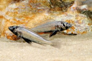 Young male Haplochromis thereuterion, sometimes called the Silver Katana or Silver Sword Hap, clearly demonstrating their namesake coloration. Small and mild-mannered, this Victorian cichlid has a lot to offer the aquarist.