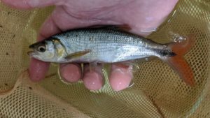 Redtail Brycon recently imported by Nautilus Tropical Fish Wholesale in Florida.