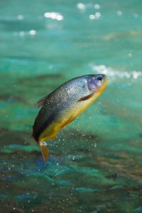 Clear evidence of their ability to leap: Jumping Piraputanga, Brycon hilarii, Mato Grosso, Brazil. Image credit: Ana Gram/Shutterstock