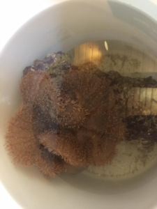 This carpet anemone is one of the more unusual pets to have been surrendered at past events. Image courtesy JRAAR.