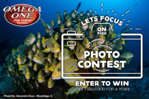 Let's Focus On Fish! OmegaSea's 10th Annual Photo Contest starts now. Photos will be accepted until October 1st, 2020.