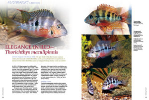 Uwe Werner Wolf makes a proper introduction to Thorichthys maculipinnis, the spot cheek cichlid, like its more common relative, the firemouth cichlid (Thorichthys meeki), sports a bright red to orange throat. It stands out from other Thorichthys species as being particularly colorful. A real eye-catcher!