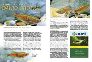 Small, colorful, and lively is probably how most people would describe their first impression of the glowlight danio, Danio choprae. Author Ute Dederer notes that these fish are the perfect complement to a densely planted aquarium.