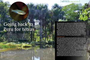 "If there is anything good in regards to the COVID-19 pandemic, it is probably the fact that staying at home and keeping away from traveling and visiting friends made me review my old pictures on my hard drive. I have hundreds of thousands of images filed away—lots of fishes and nice memories of the journeys I undertook in past years," says Hans-Georg Evers as he brings is back to Peru in search of new tetras.