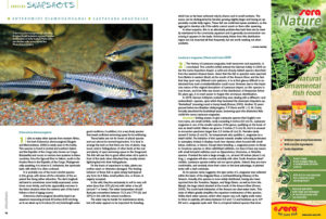 We round out every issue with AMAZONAS' Species Snapshots—concise glimpses at rare and unusual fishes showing up in the aquarium trade and hobbyist circles. In our latest installment, we give expanded coverage to two very unique species; Anton Lamboj brings us a look at a barb from western Africa, Enteromius diamouanganai, and Dr. Paul V. Loiselle shares the striking, rainbow-hued buckelkopf acara, Laetacara araguaiae.