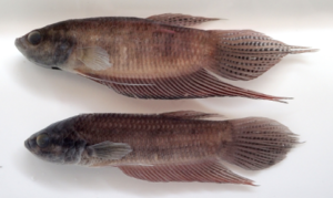 A comparison of a 58.6 mm SL male B. chini (top) to that of a 62.6 mm SL male B. nuluhon. Image from Kamal, Tan, and Ng 2020.