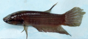 Betta nuluhon, 50 mm SL male. Image from Kamal, Tan, and Ng 2020.
