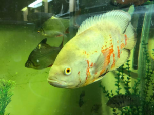 A couple of tinfoil barbs and an albino oscar are a few examples of freshwater fish which have been surrendered by their owners.