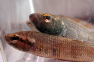 Male (top) and female Betta nuluhon. Image from Kamal, Tan, and Ng 2020.