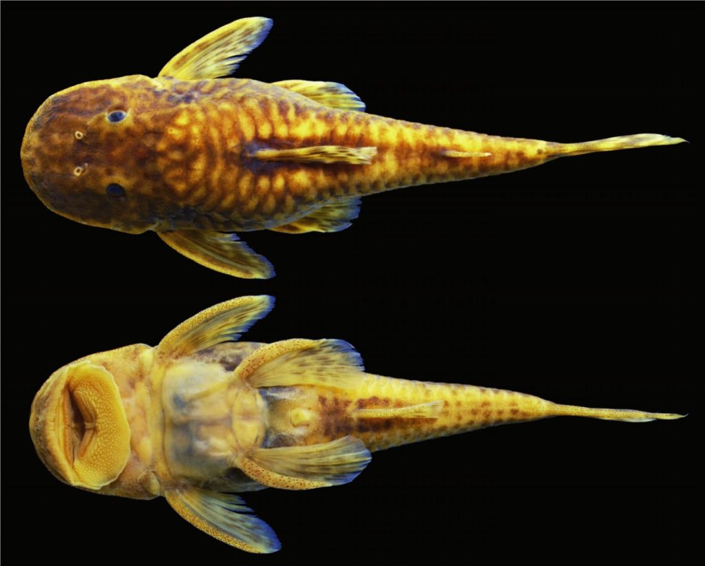 Parotocinclus adamanteus, a co-occurring species in the Río Capivari. Image from Pereira et al., 2019.