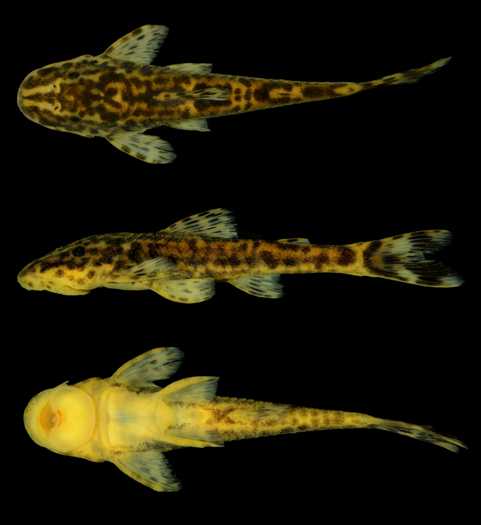 Parotocinclus nandae, holotype. This 39.8 mm SL, male was from the upper Rio Paraguaçu, Ibicoara, Bahia, Brazil. Image published in Lehmann A., Camelier, and Zanata 2020.