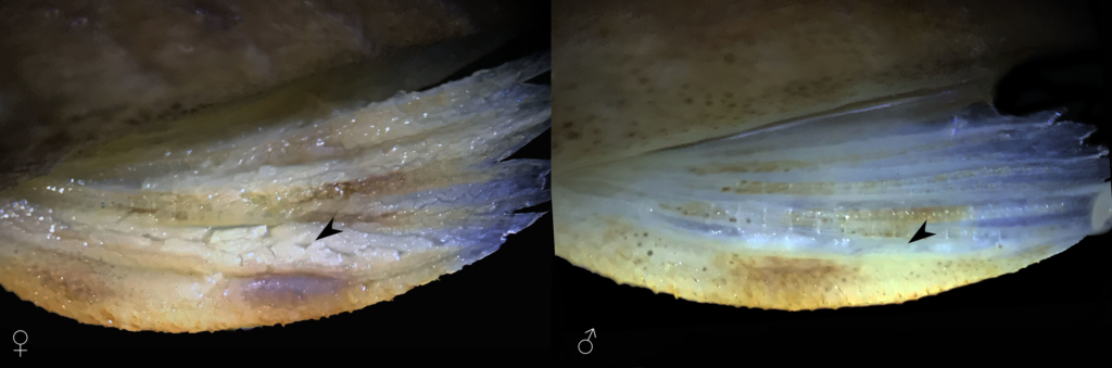 Female P. nandae exhibit thick skin covering the dorsal surface of the pelvic-fin at interradial membranes. Image from Lehmann A., Camelier, and Zanata 2020.