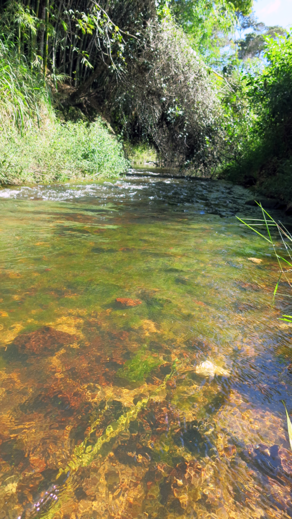 Type locality of Parotocinclus nandae. Image published in Lehmann A., Camelier, and Zanata 2020.