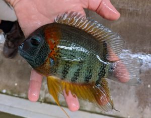 Another look at the rainbow severums recently arriving from Peru.