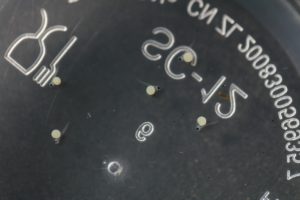 6 days old Betta macrostoma eggs. Eyes and tails are the first organs being formed