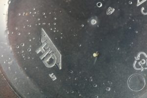 Another 9 day old fry