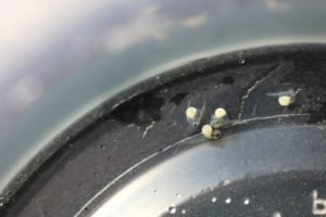 9 days old Betta macrostoma eggs