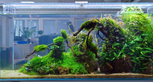 ...and the same tank a week after. What differences do you notice?