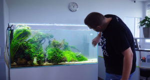 Professional aquarist József Nagy (Joseph), maintenance expert for Green Aqua in Hungary, tends to an approximately 60 gallon (240 L) planted aquarium installation in an office setting.