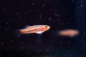A 6 week old Betta macrostoma fry with a full belly after feasting on baby brine shrimp