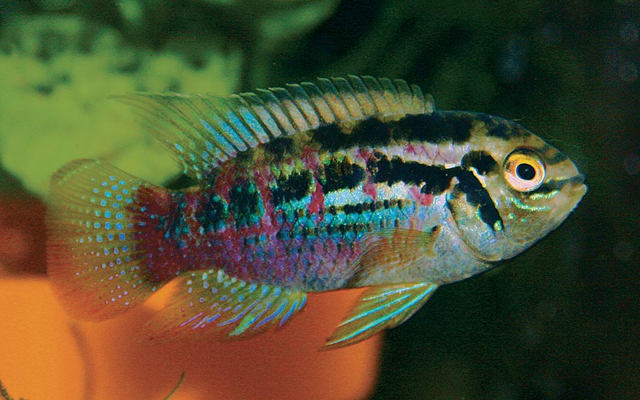 Species Snapshot: Laetacara araguaiae, the Araguaia dwarf acara