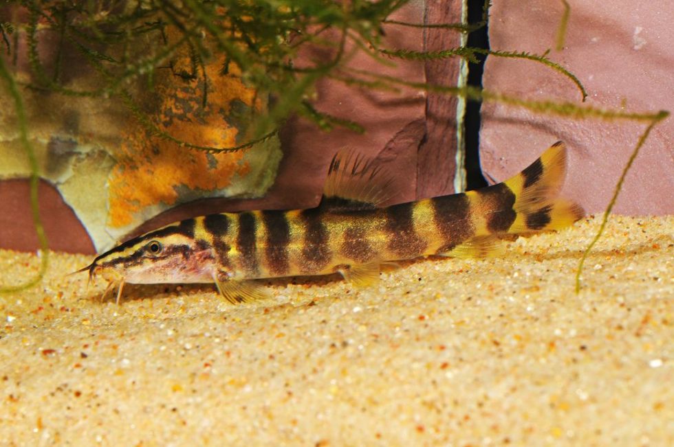 golden zebra loach temperature golden zebra loach temperature