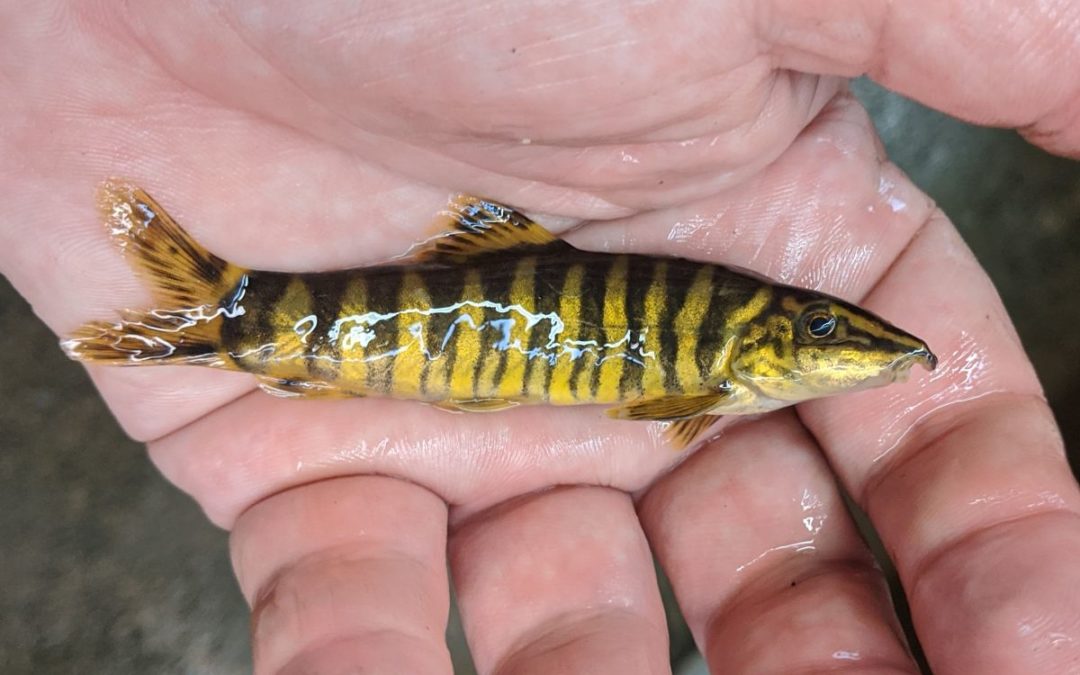 In The Trade: Golden Zebra Loach, Sinibotia robusta