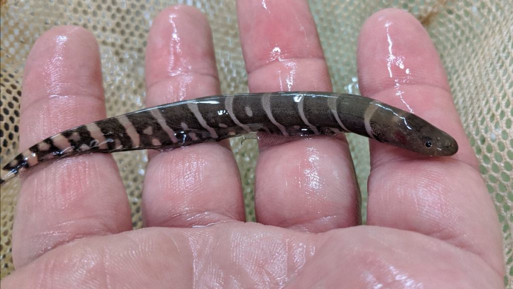 Freshly imported Gymnotus sp. Tiger Knifefish