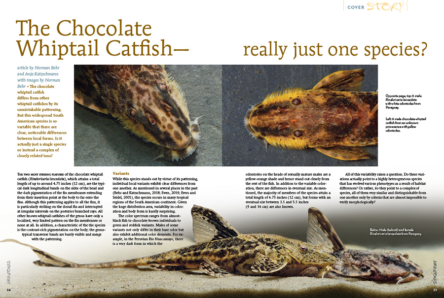 The Chocolate Whiptail Catfish—really just one species? Published in the January/February 2021 issue of AMAZONAS Magazine.