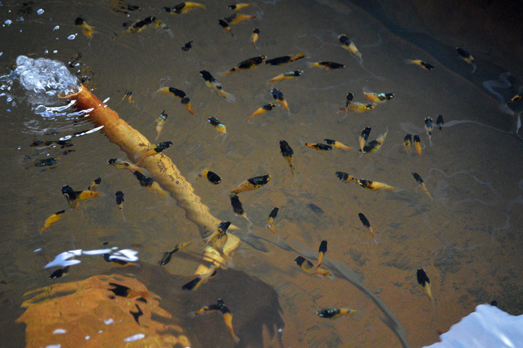 Bubblebee Platies awaiting buyers at Florida fish farm Imperial Tropicals. With US-produced fish now costing EU and UK customers 25% more, US-producers may lose ground to producers of ornamental fish in Asia.