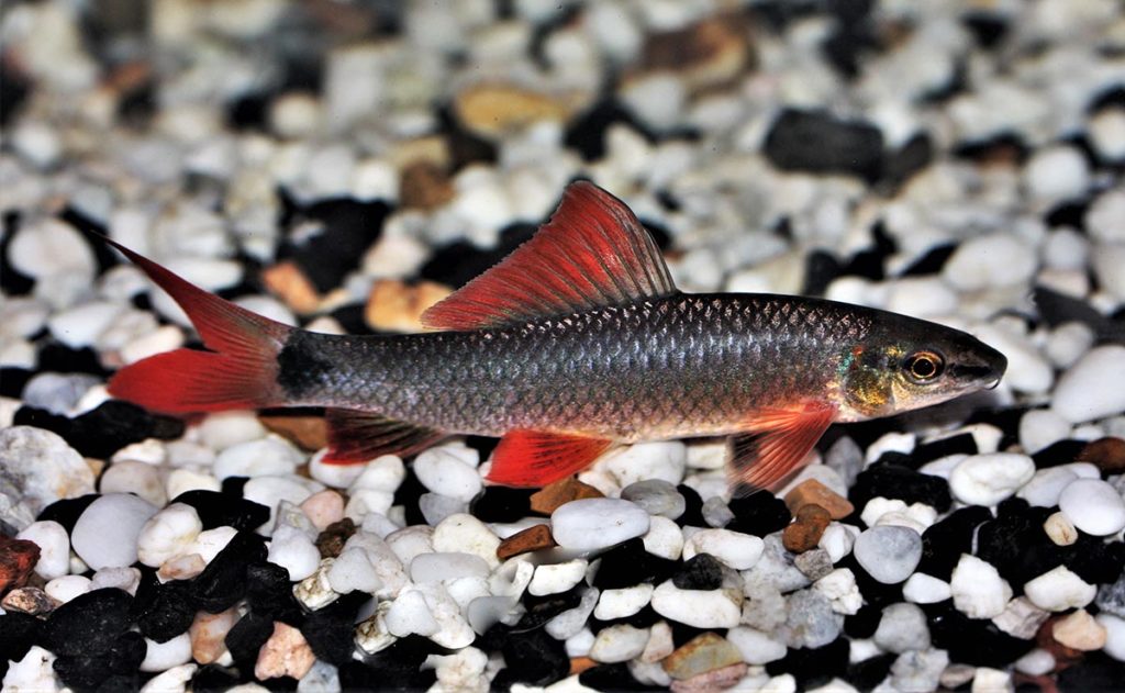 The normal coloration of the Rainbow Shark. Image credit: Arunee Rodloy, Shutterstock