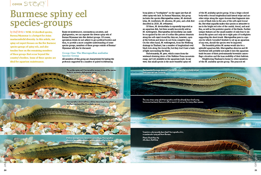 AMAZONAS Magazine “SPINY EELS” Inside Look!