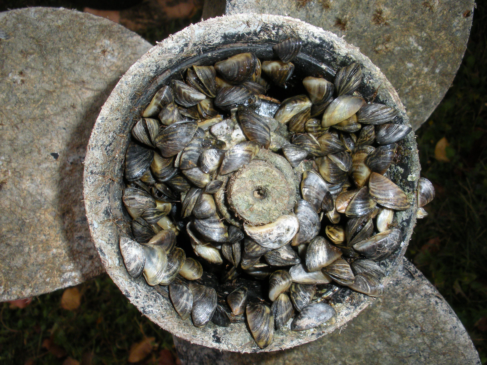 Aquarium “moss balls” could contain invasive zebra mussels