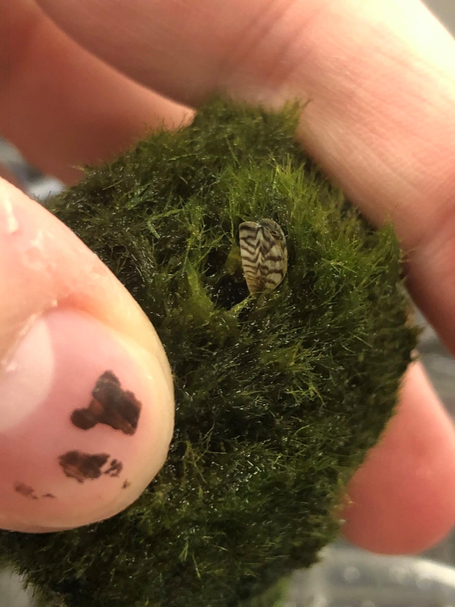  Marimo Moss Ball