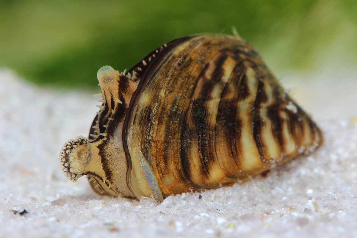 Invasive, destructive zebra mussels detected in NC moss balls